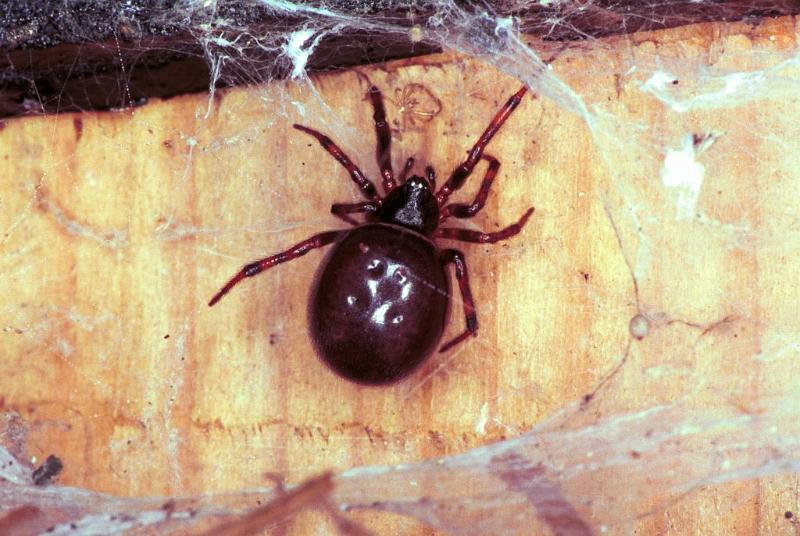 Steatoda_bipunctata_F1934_Z_75_Les Gris_Frankrijk.jpg